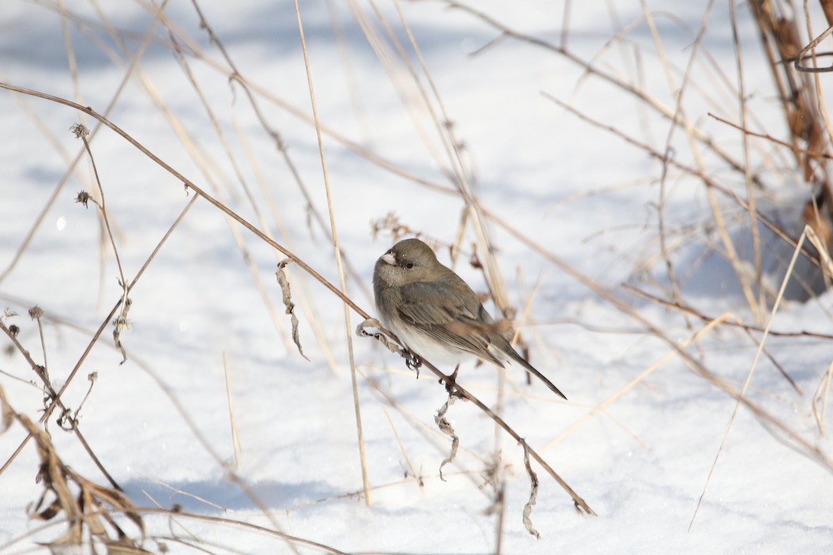 Dark-eyed Junco - ML421743911