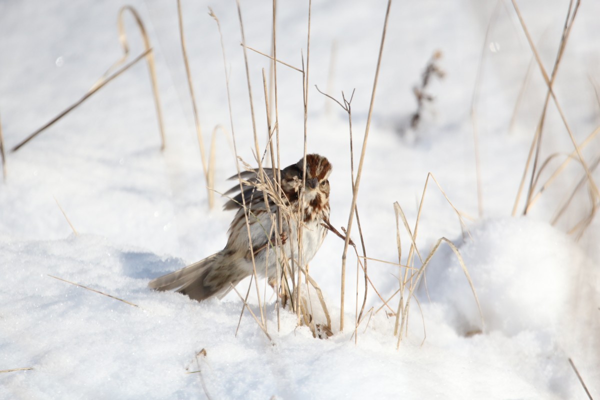 Song Sparrow - ML421744001