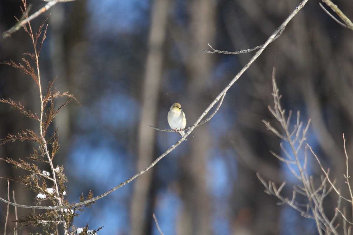 American Goldfinch - ML421744151