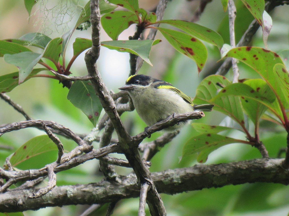 Western Tinkerbird - ML421748561