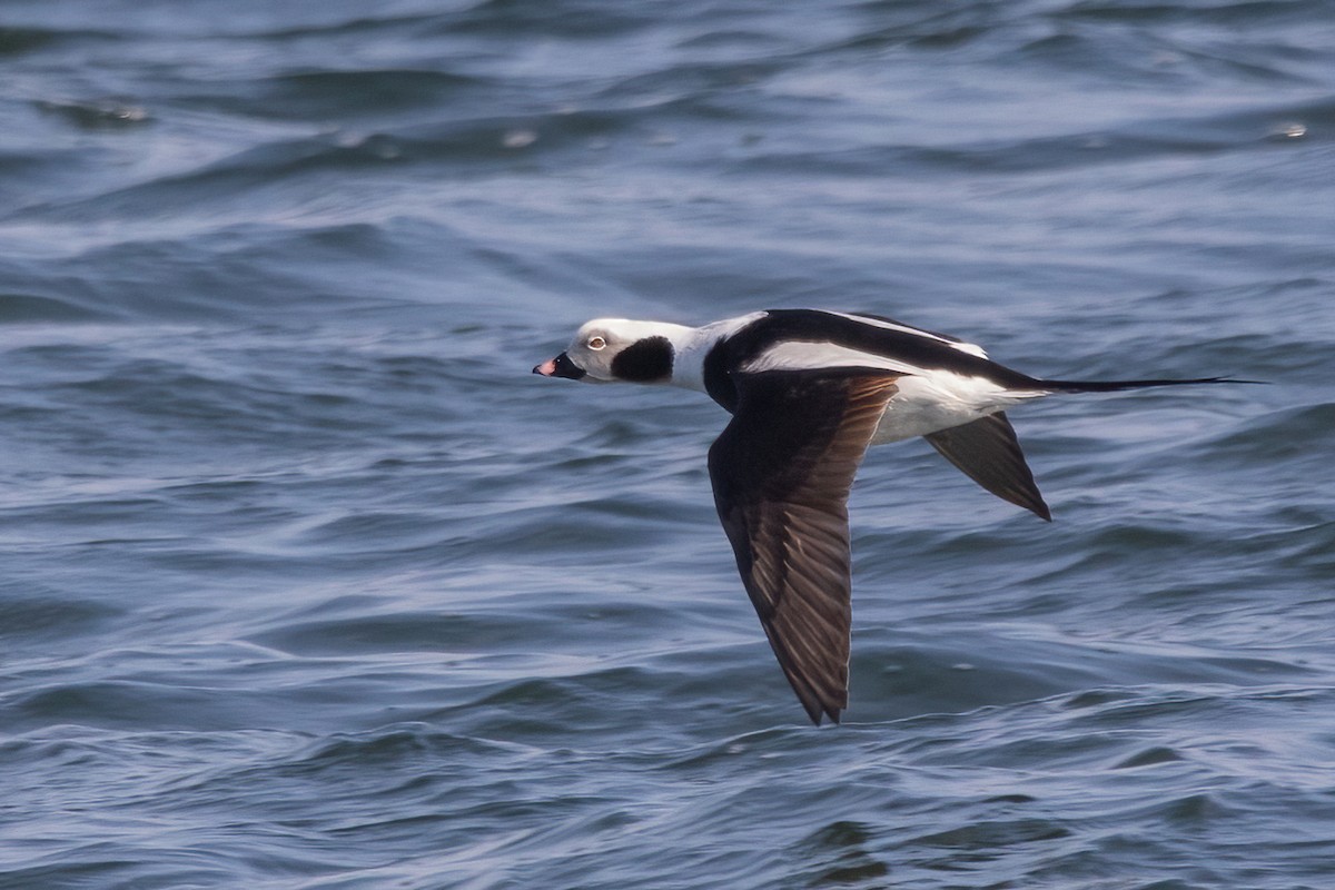 Long-tailed Duck - ML421748941
