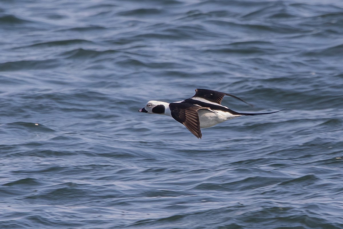Long-tailed Duck - ML421748951