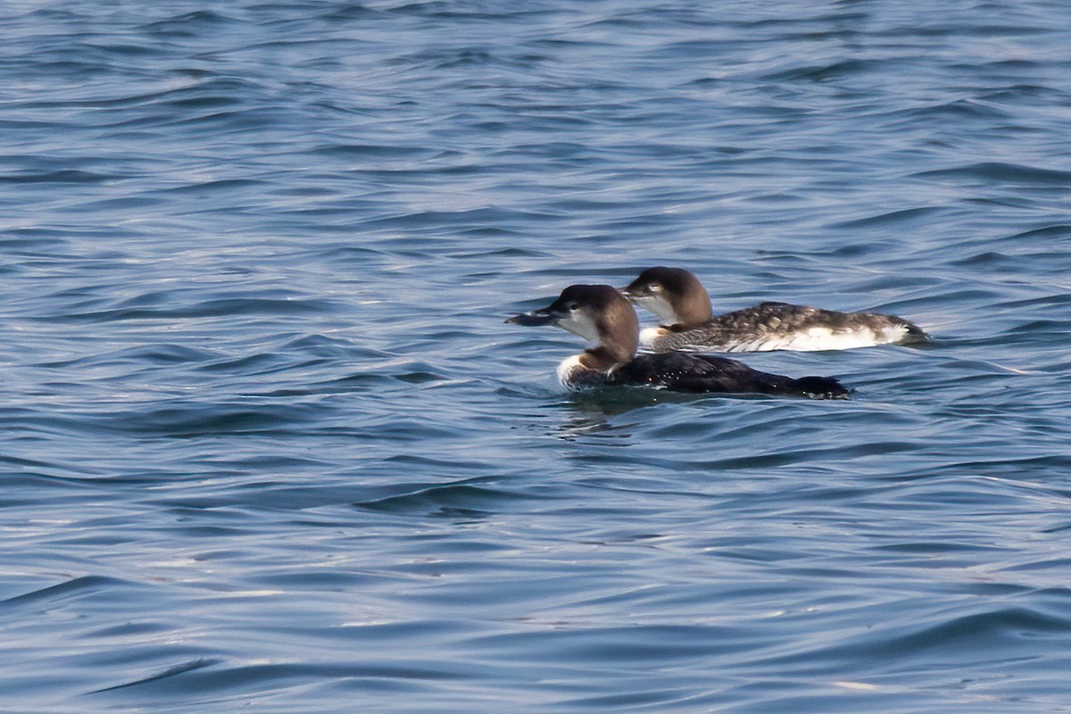 Common Loon - Joshua Malbin