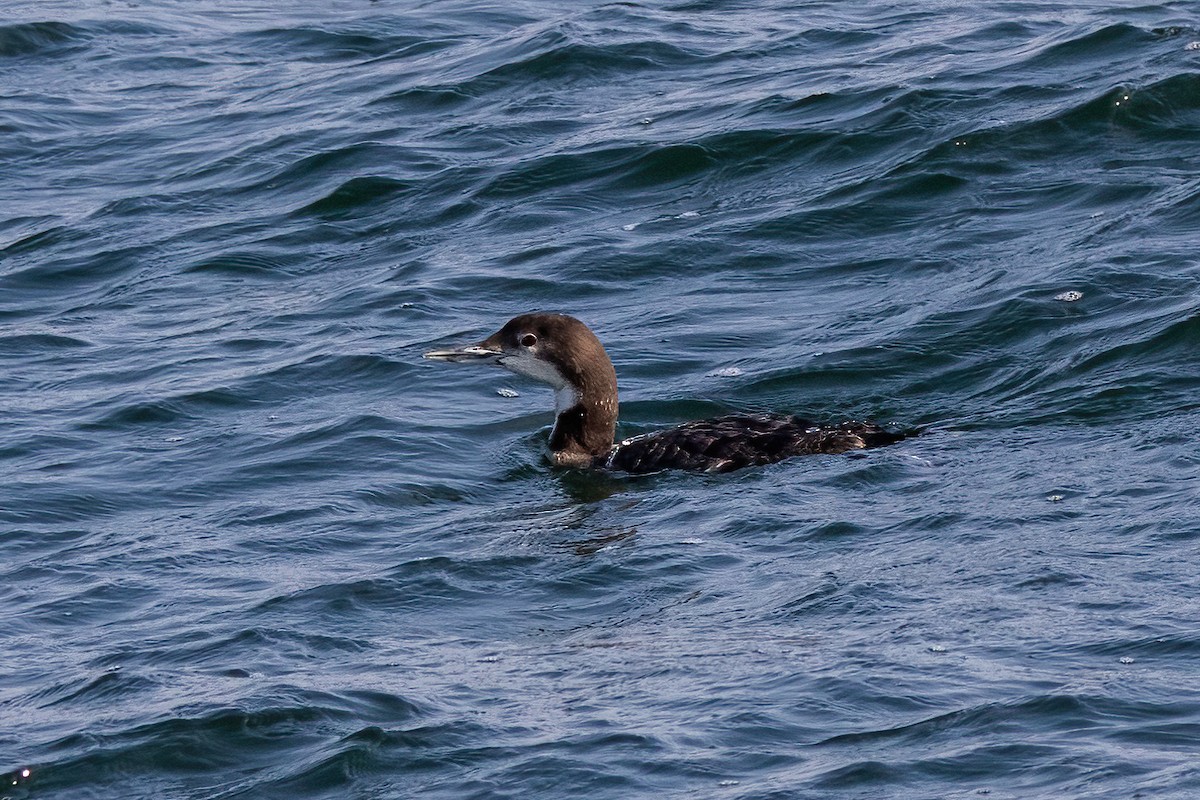 Common Loon - ML421749011