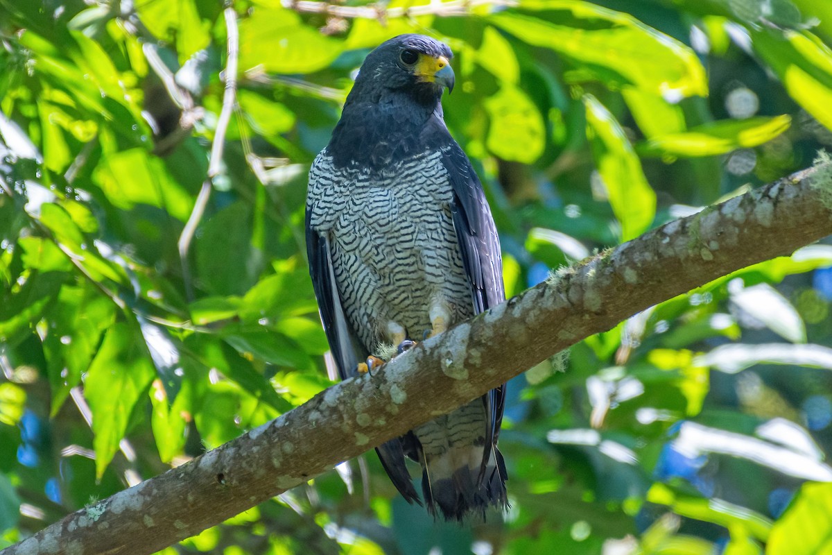 Barred Hawk - ML421749211