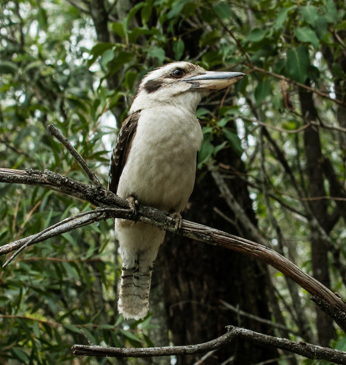 Laughing Kookaburra - ML42174981