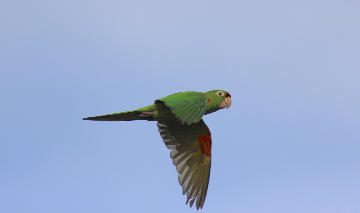 Crimson-fronted Parakeet - Jamie Adams