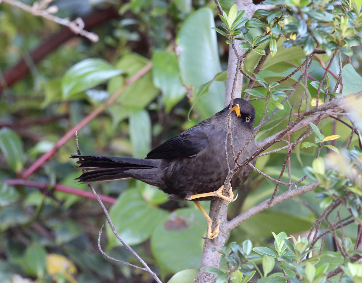 Sooty Thrush - ML42175221