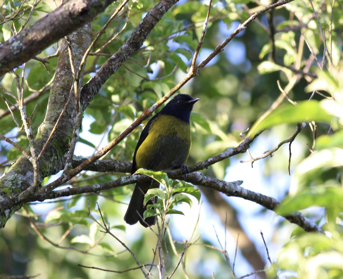 Black-and-yellow Silky-flycatcher - ML42175231