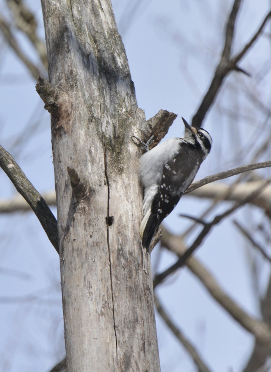 Hairy Woodpecker - ML421752311