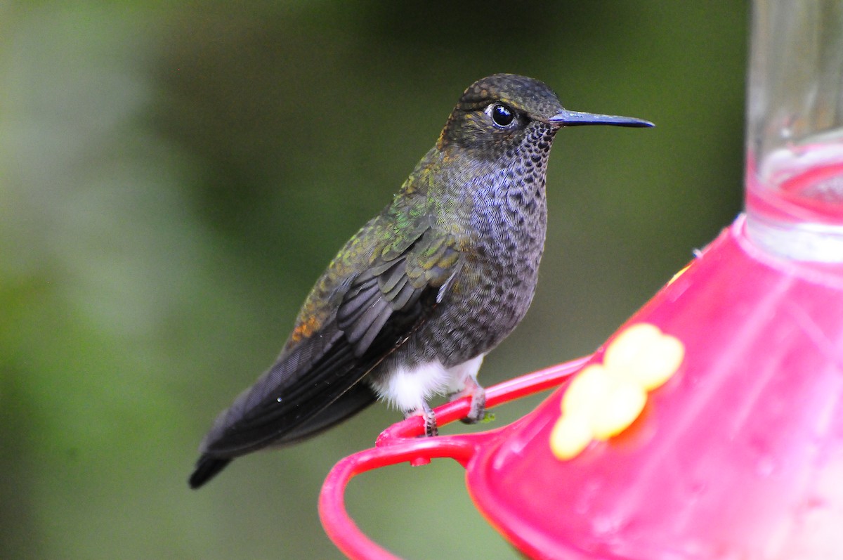 Hoary Puffleg - ML421752411