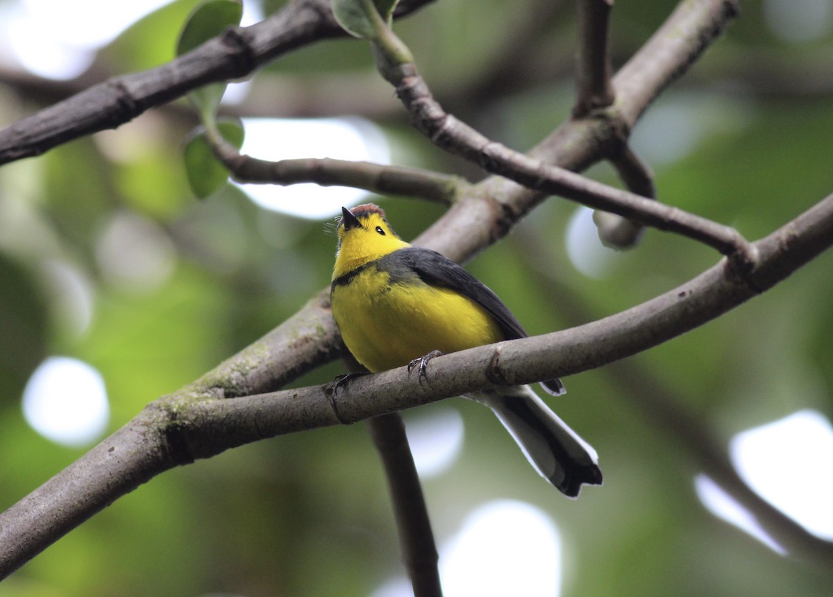 Collared Redstart - ML42175251