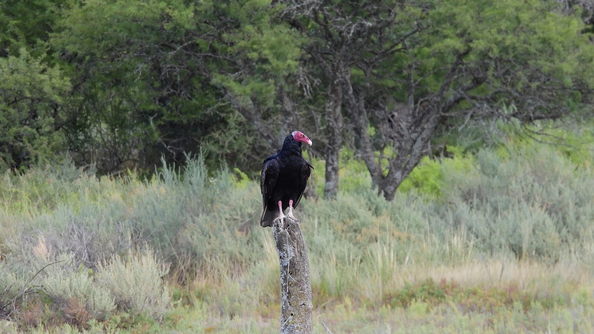 Turkey Vulture - ML421753511