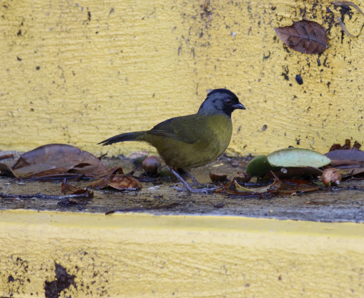 Large-footed Finch - ML42175371