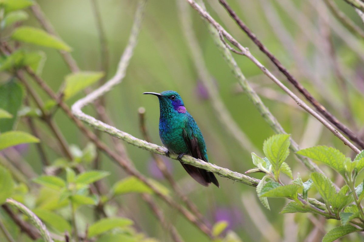 Lesser Violetear - ML42175421