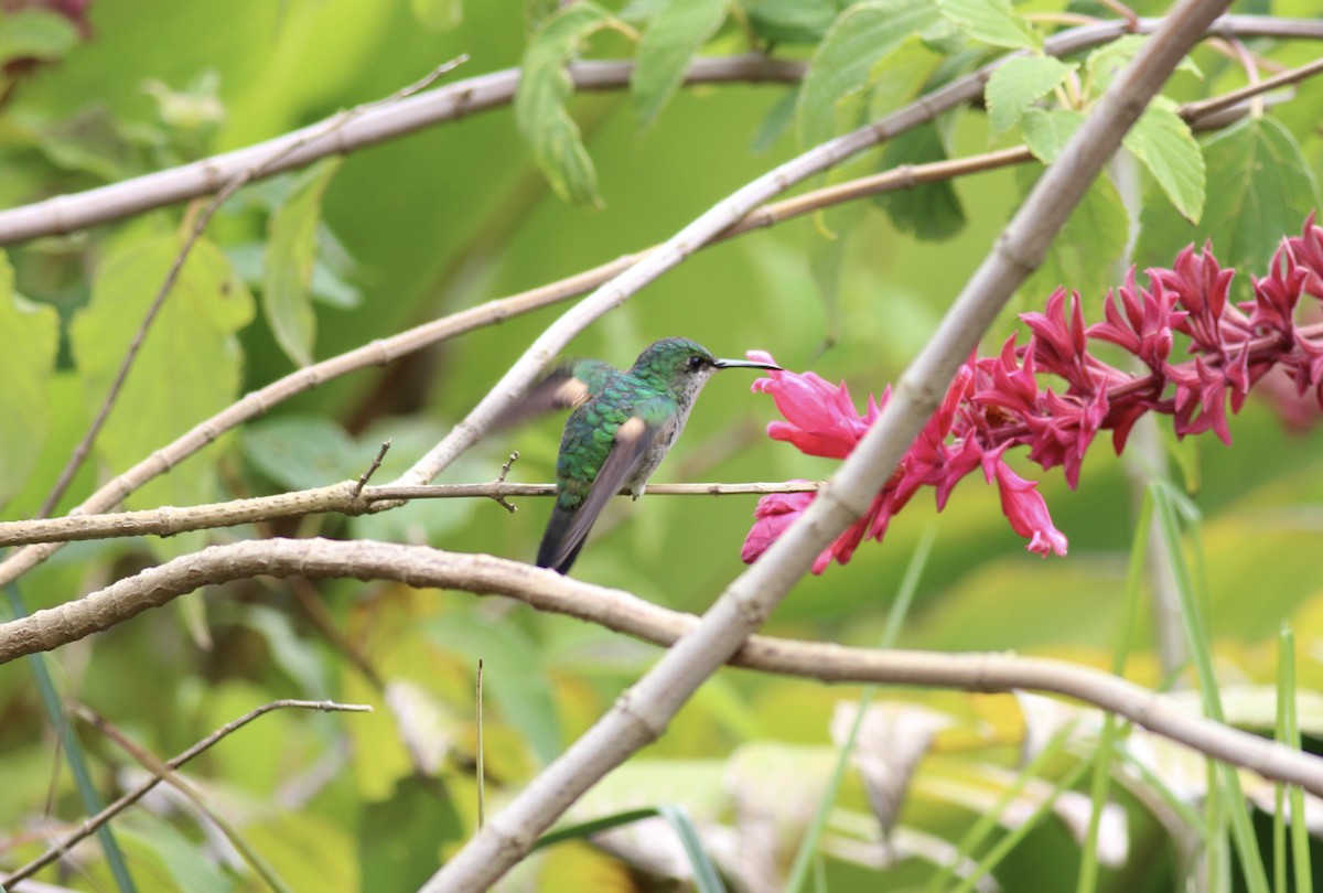 Stripe-tailed Hummingbird - ML42175441