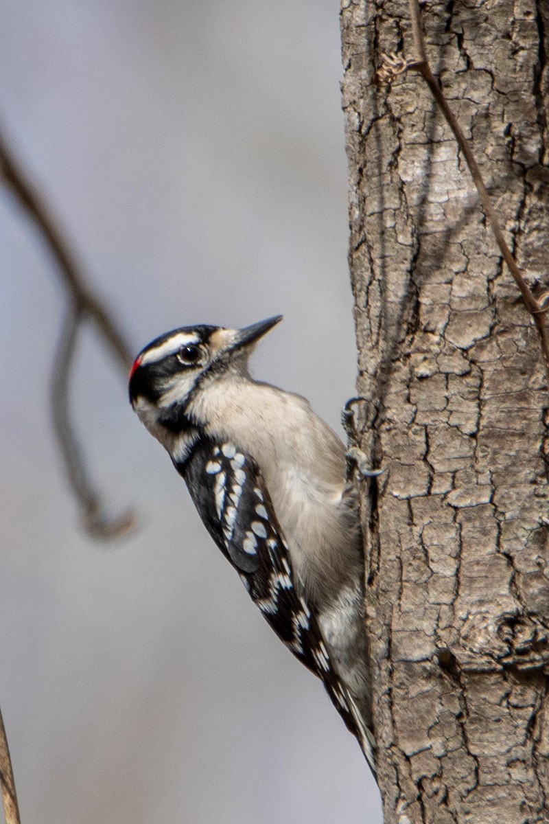 Downy Woodpecker - ML421754791