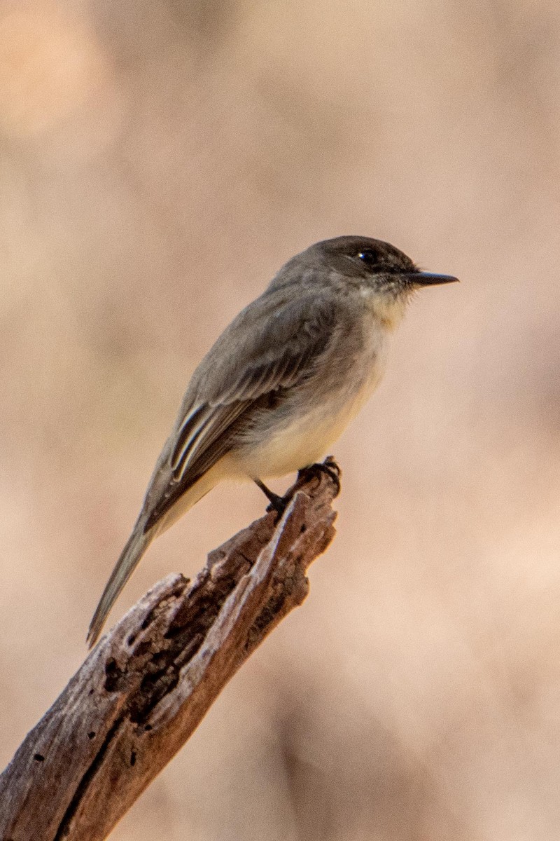 Eastern Phoebe - ML421754901