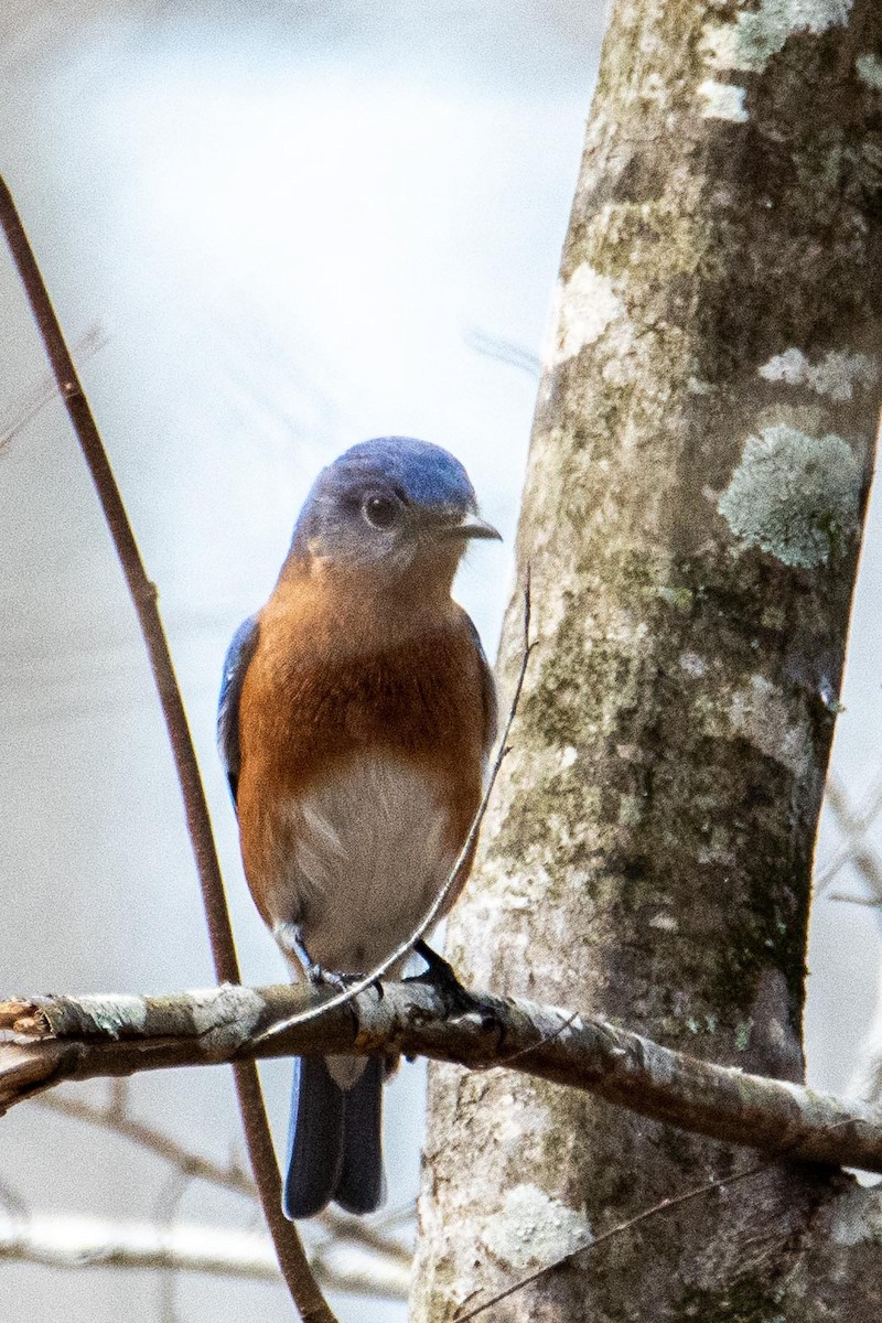 Eastern Bluebird - ML421754961