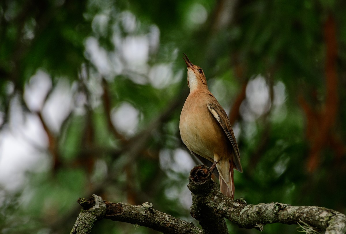 Rufous Hornero - ML421755031