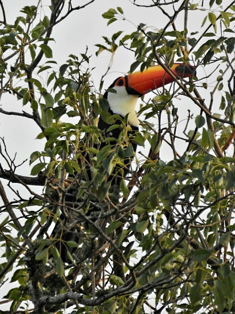 Toco Toucan - ML421755231