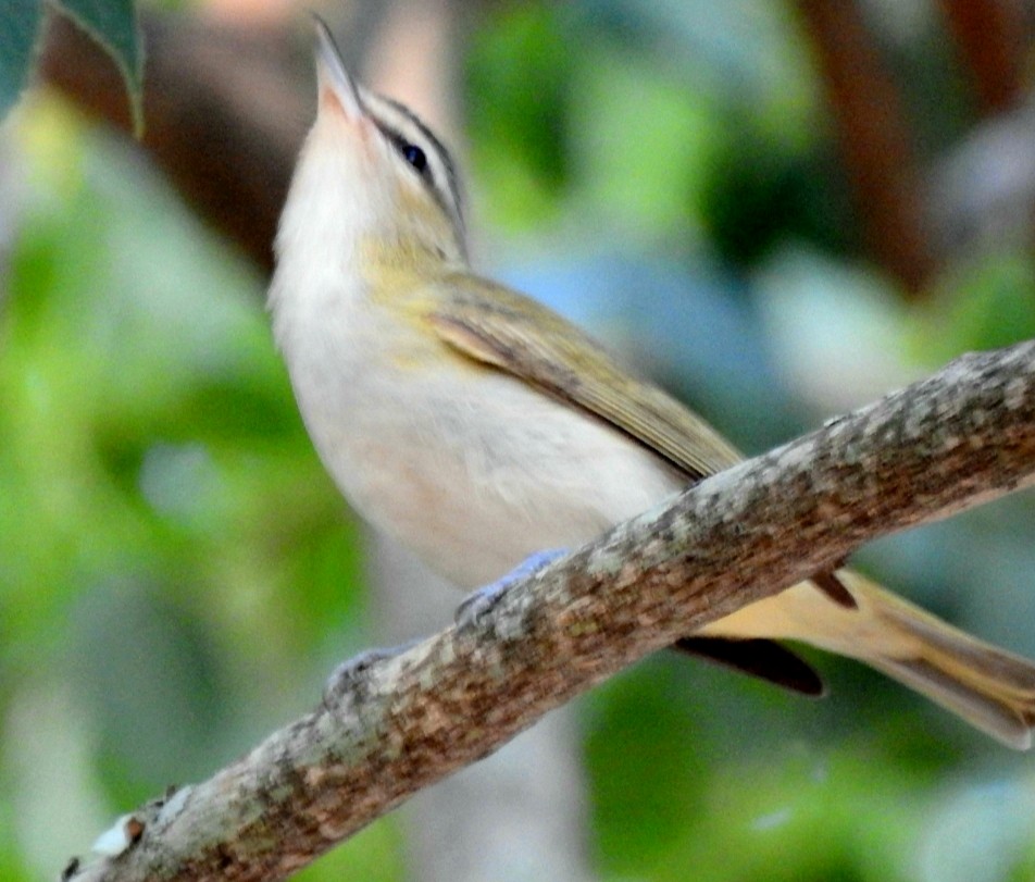 Vireo Chiví - ML421755861