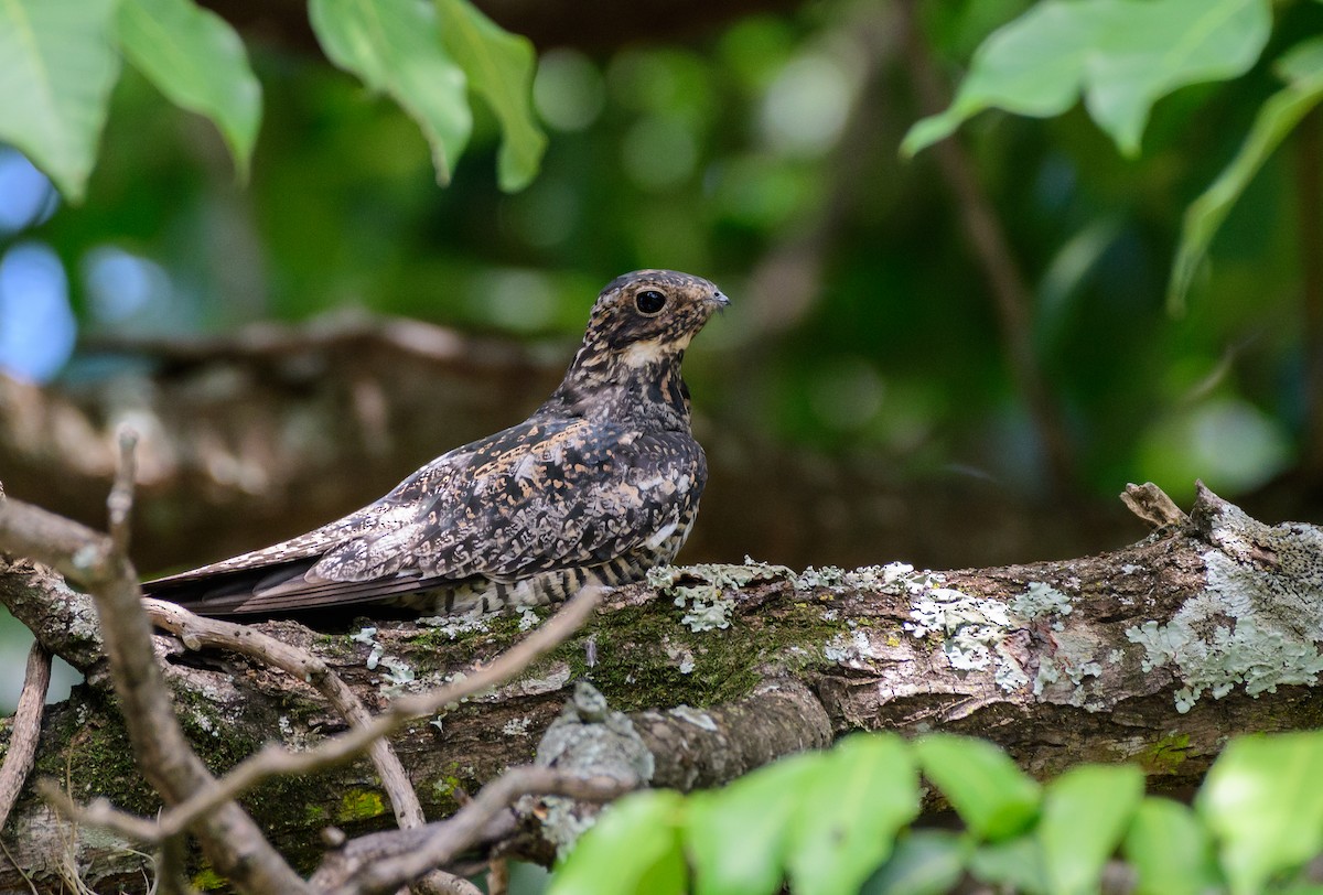 Common Nighthawk - ML421756951