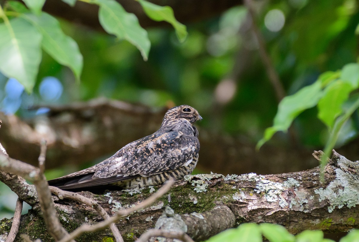 Common Nighthawk - ML421756991