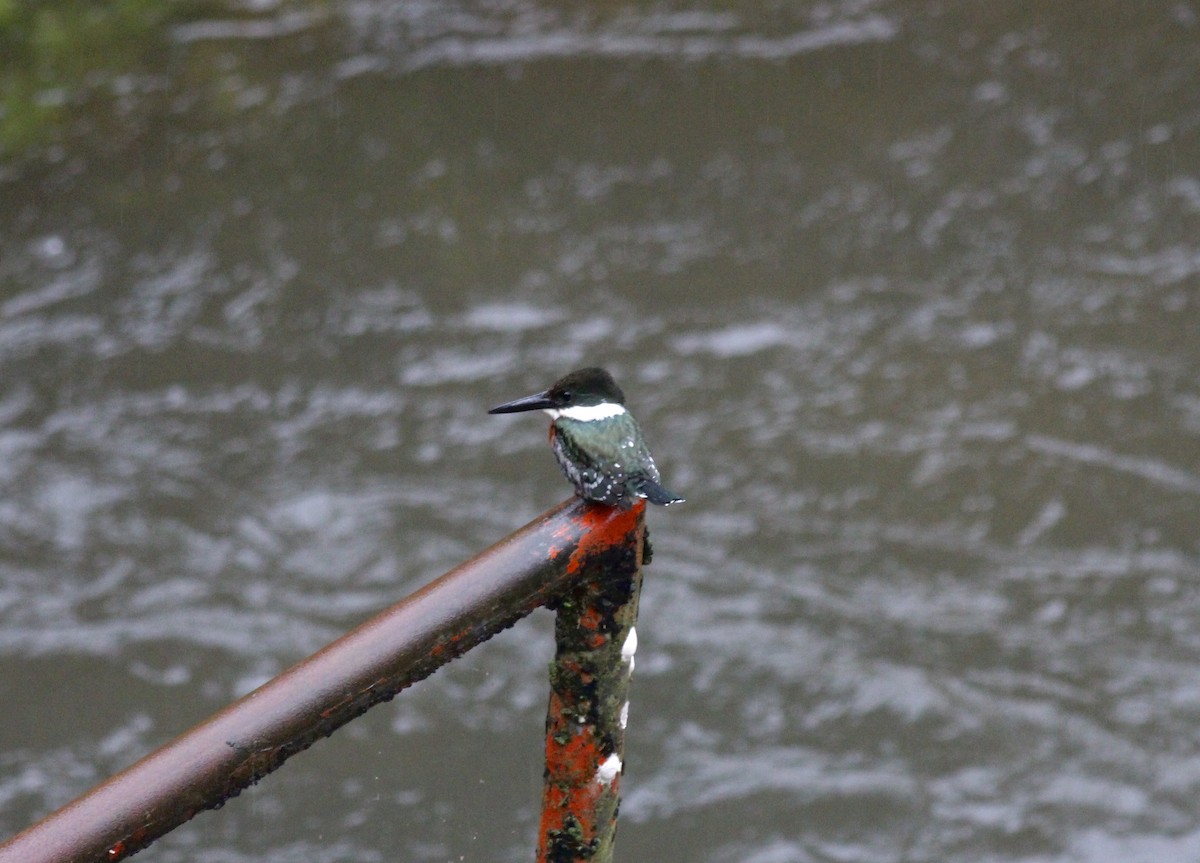 Green Kingfisher - ML42175751