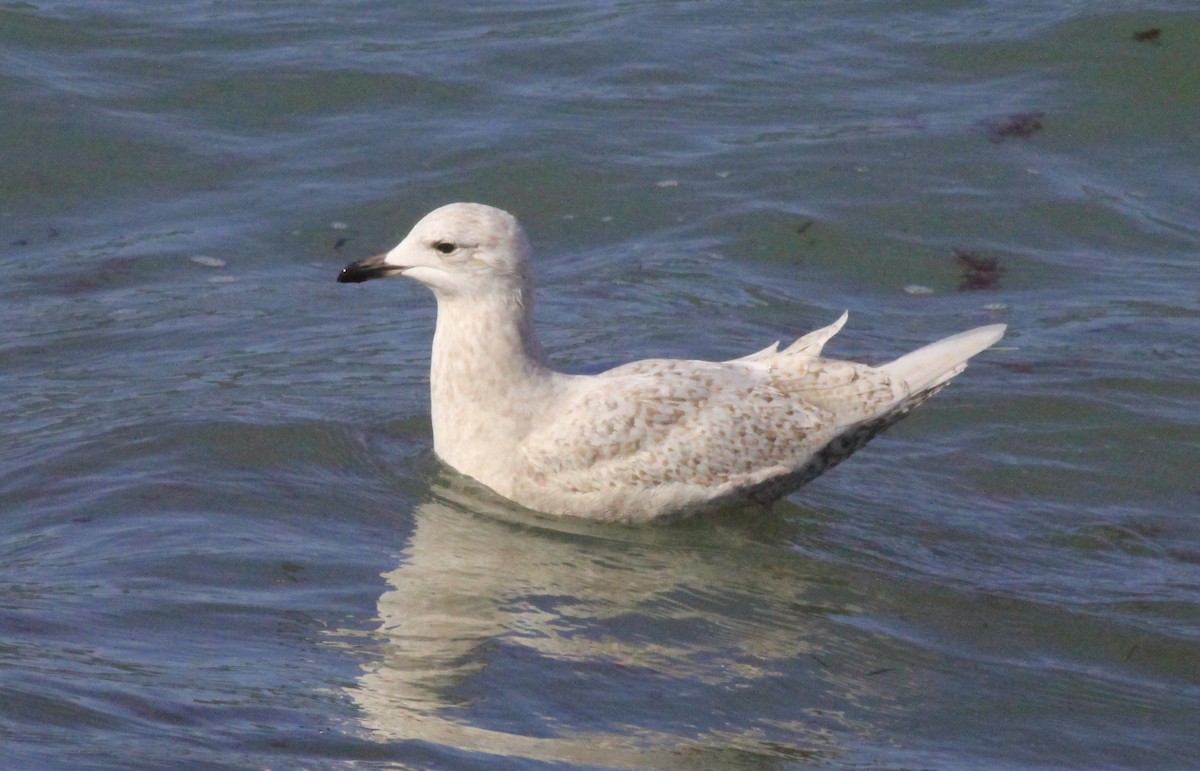Iceland Gull - ML421757641