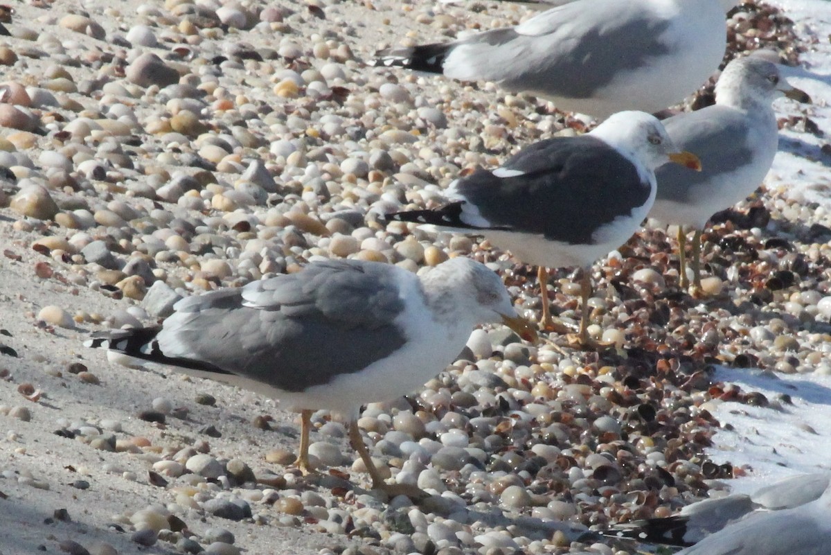 Бэсрэг цахлай - ML421757671