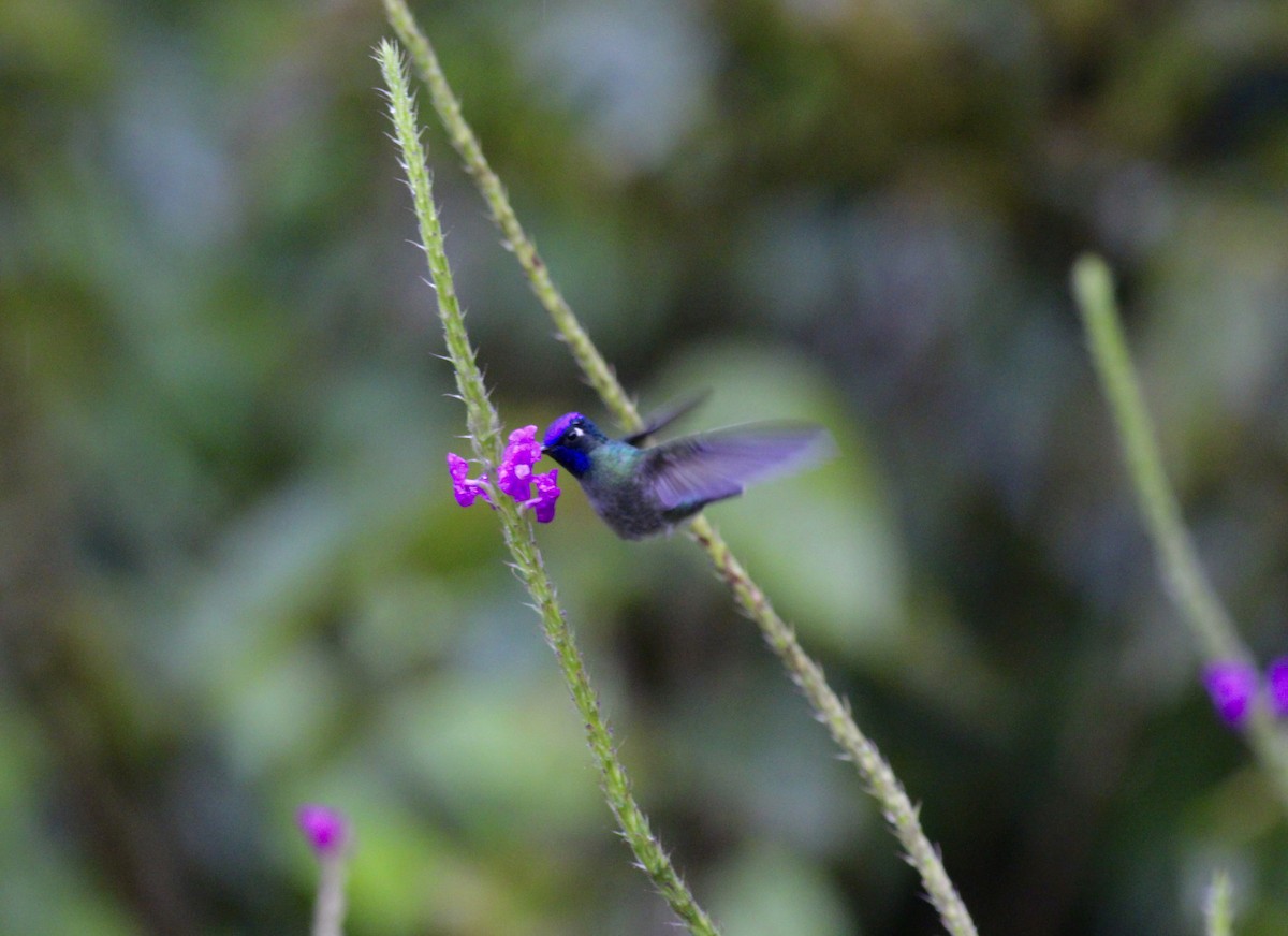 Violet-headed Hummingbird - ML42175871