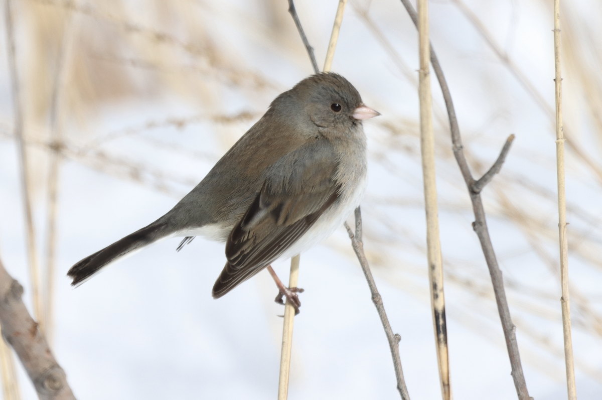 Dark-eyed Junco - ML421758981