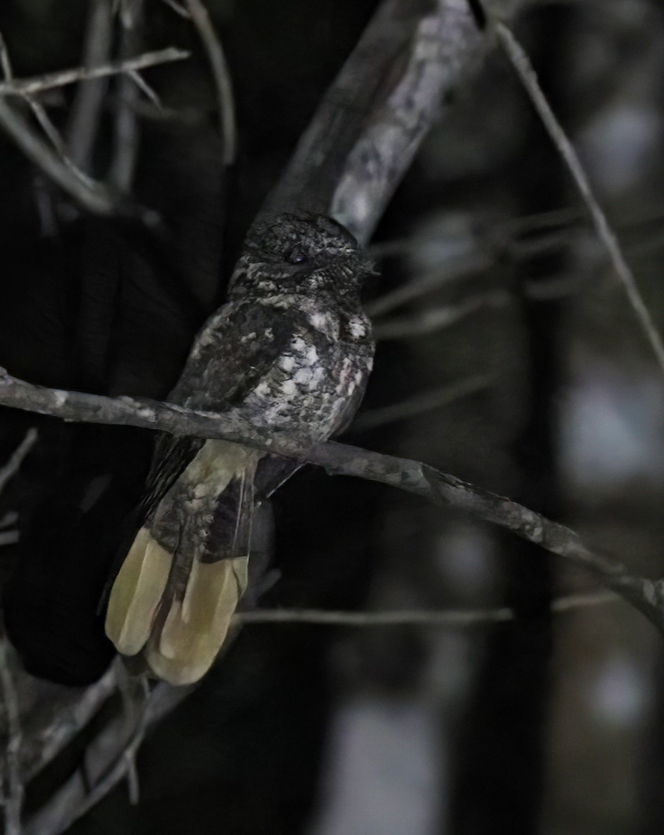 Hispaniolan Nightjar - ML421759051