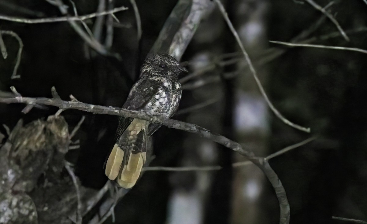 Hispaniolan Nightjar - ML421759121