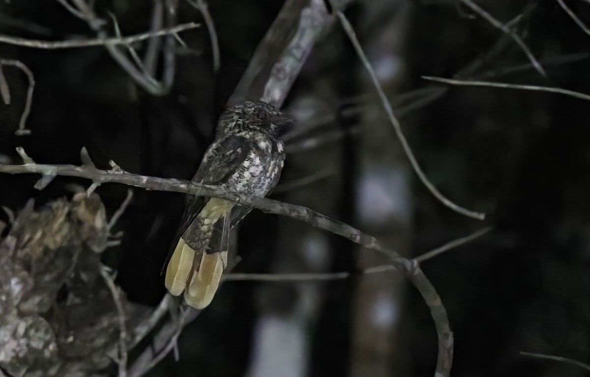 Hispaniolan Nightjar - Laura Keene