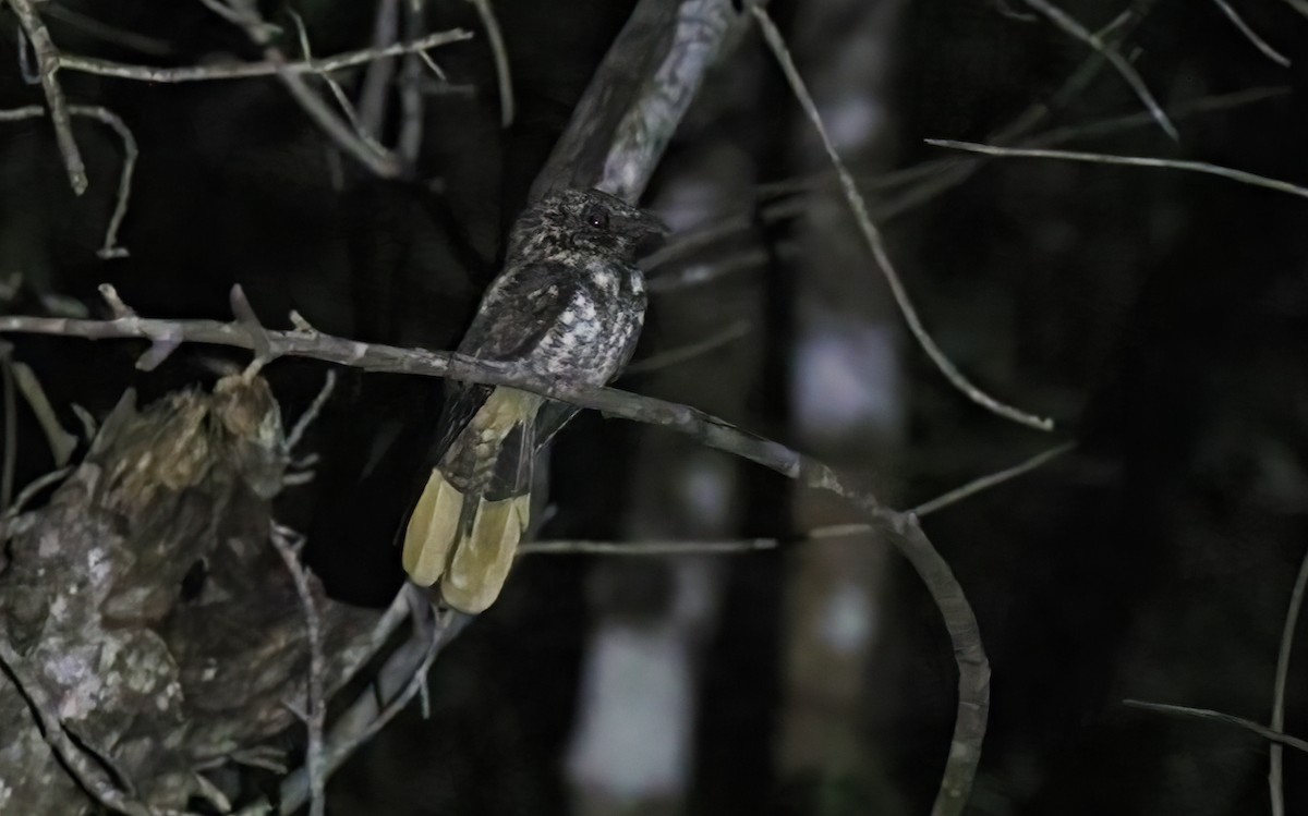 Hispaniolan Nightjar - ML421759141