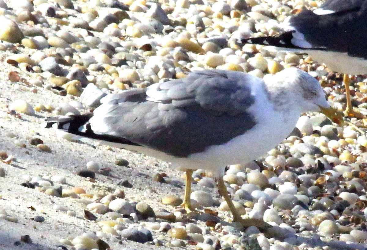Larus sp. - ML421759341