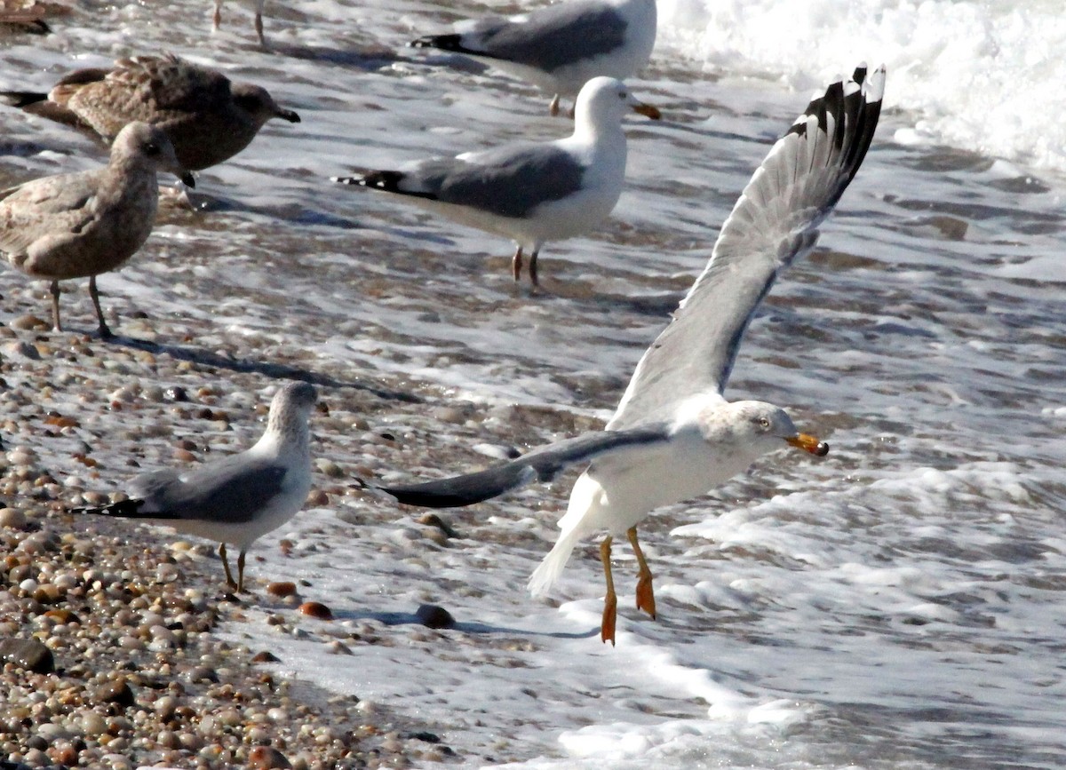 Larus sp. - ML421759361
