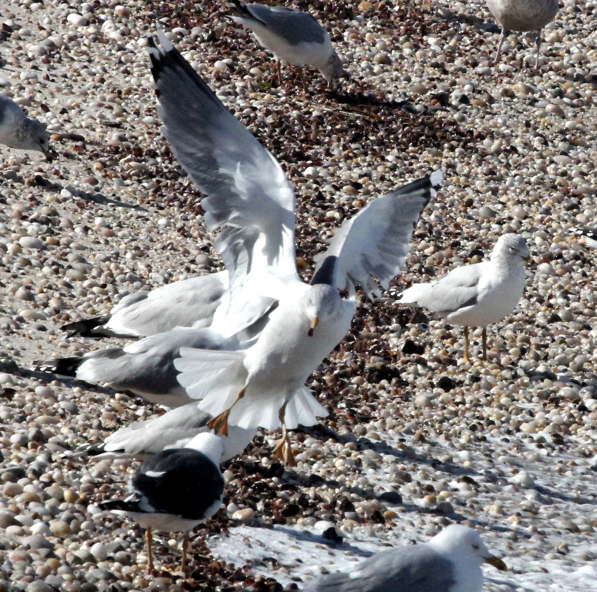 Larus sp. - ML421759381