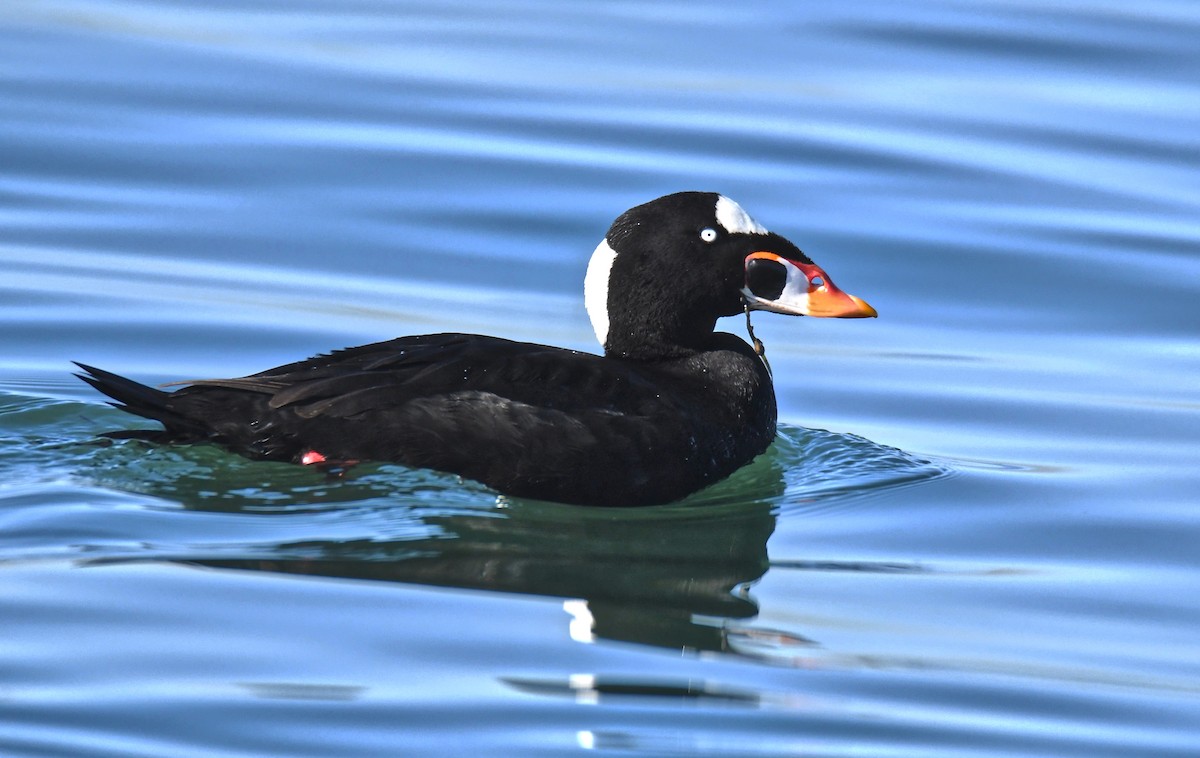 Surf Scoter - ML421763301