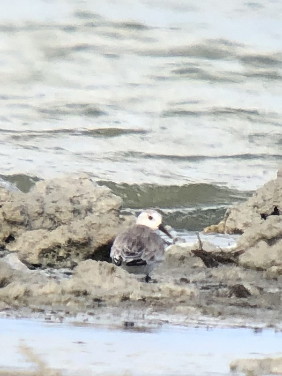 Bécasseau sanderling - ML421764861