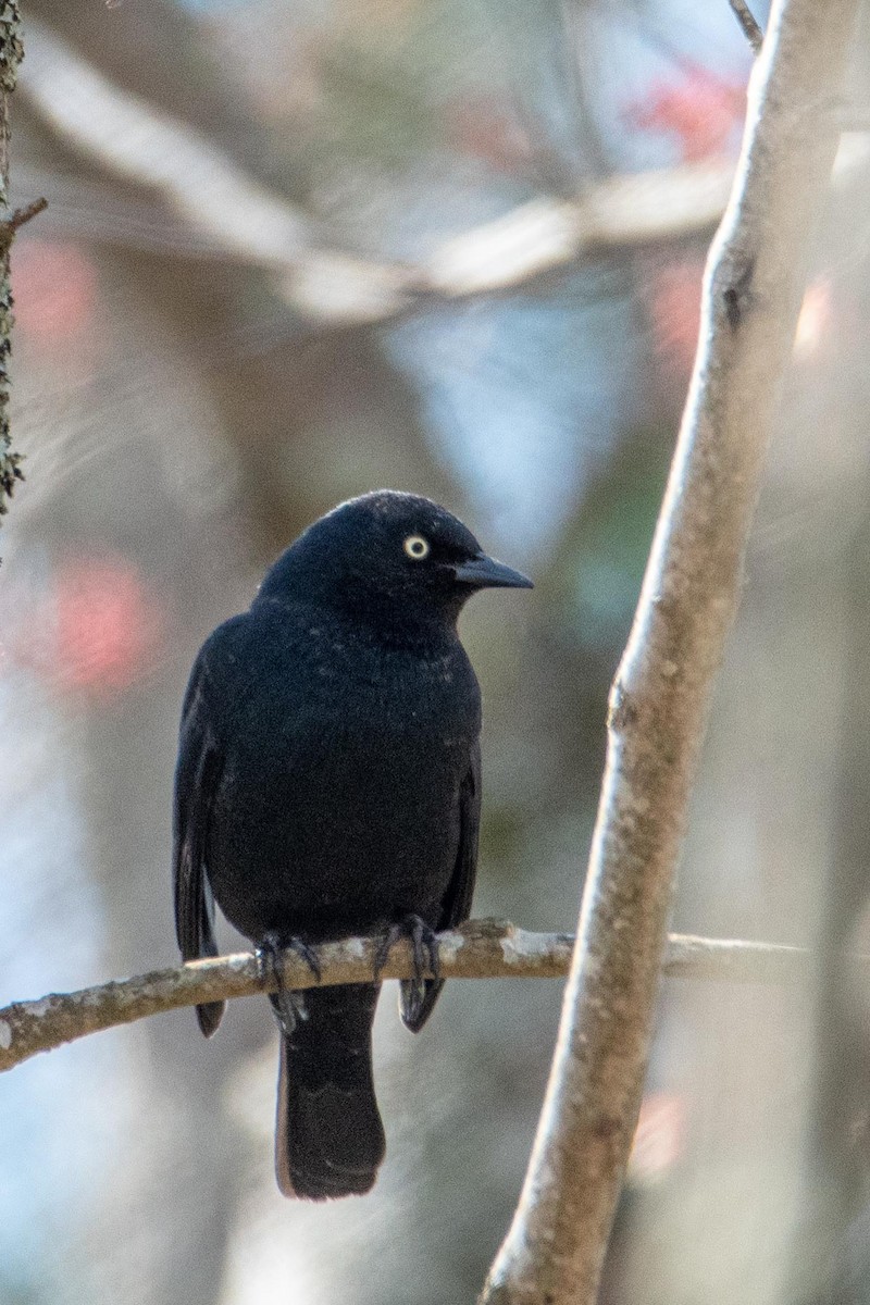 Rusty Blackbird - ML421765611