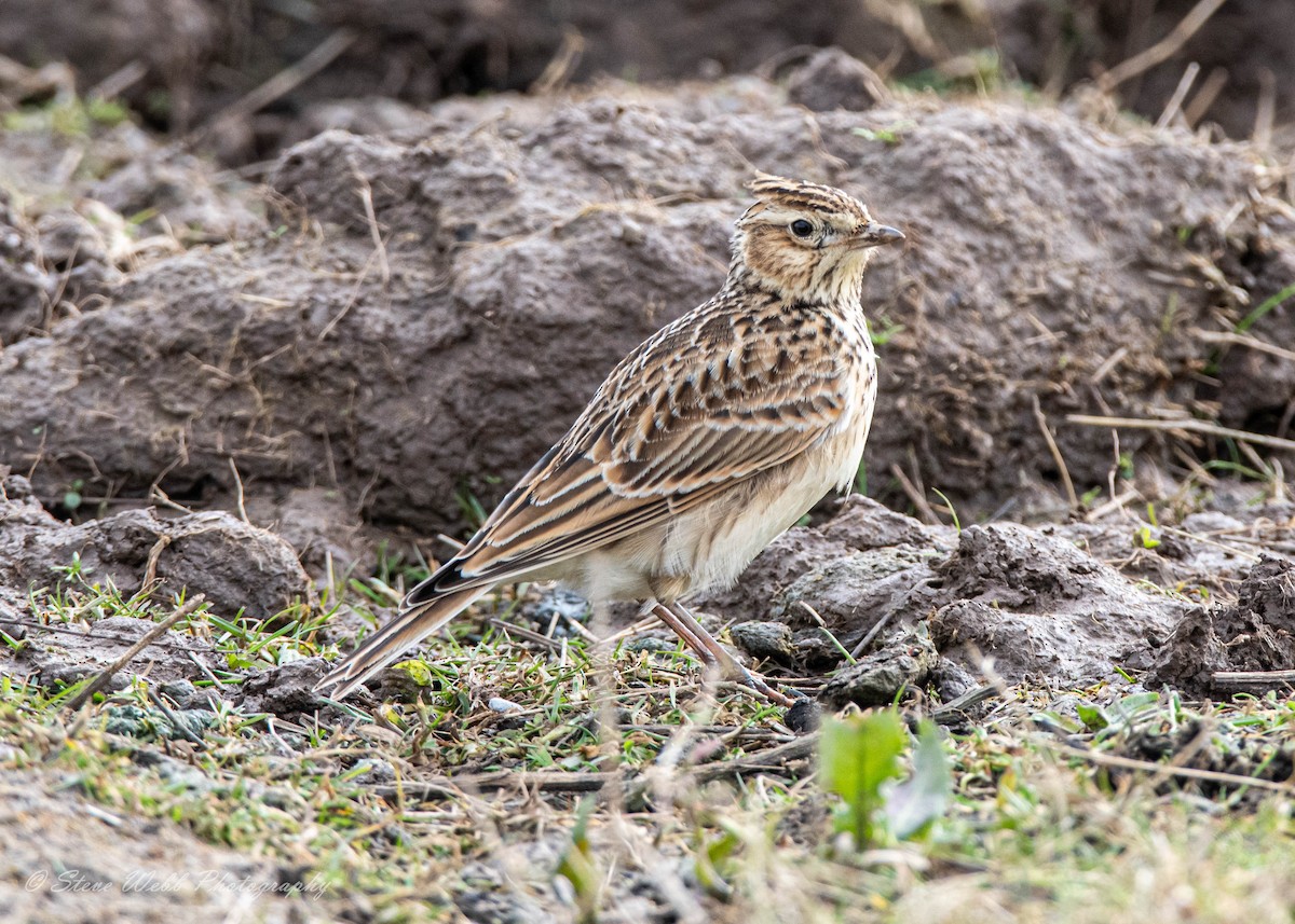 Eurasian Skylark - ML421765831