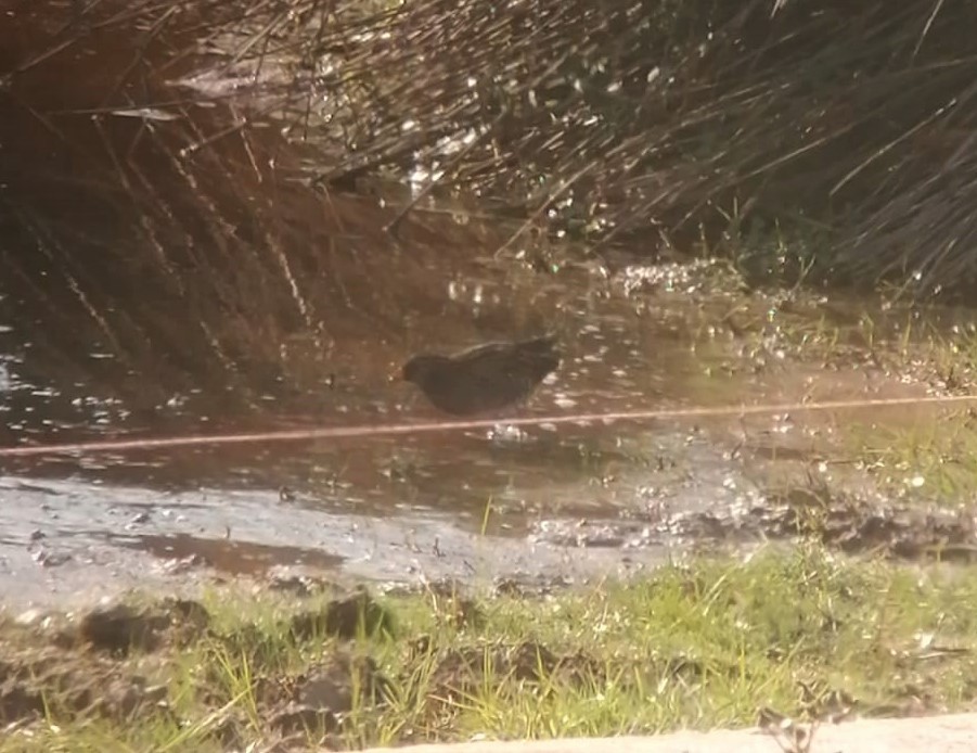 Spotted Crake - ML421766021