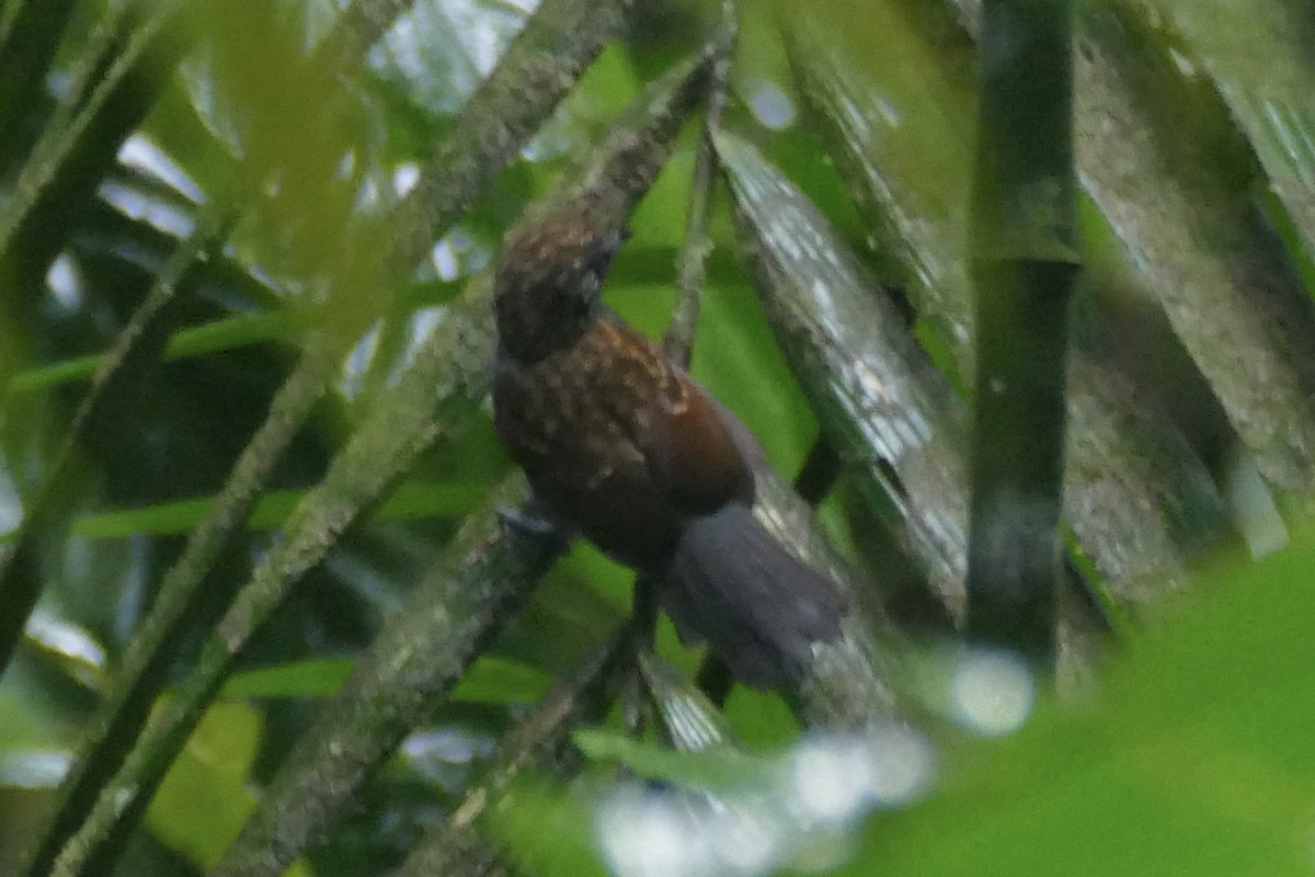 Spiny-faced Antshrike - ML421766561