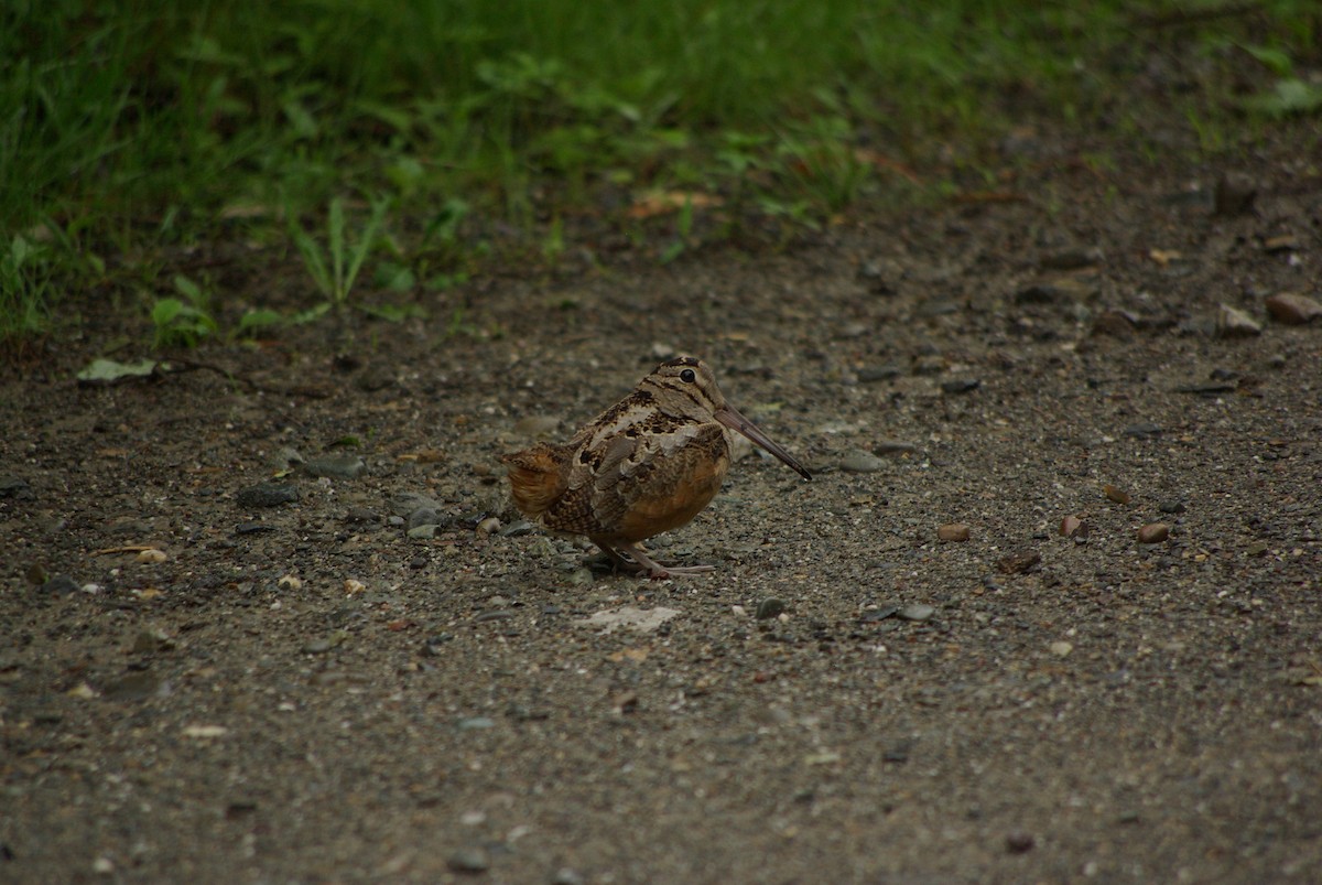 American Woodcock - ML42176751