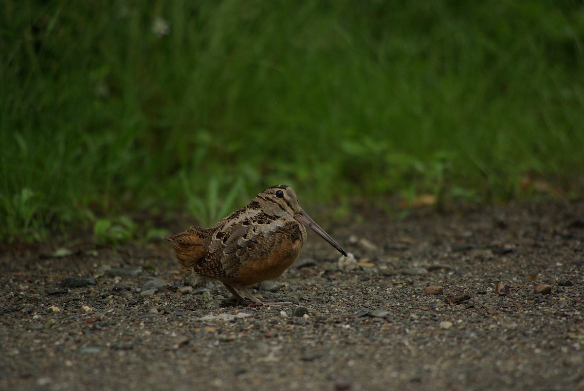 American Woodcock - ML42176761