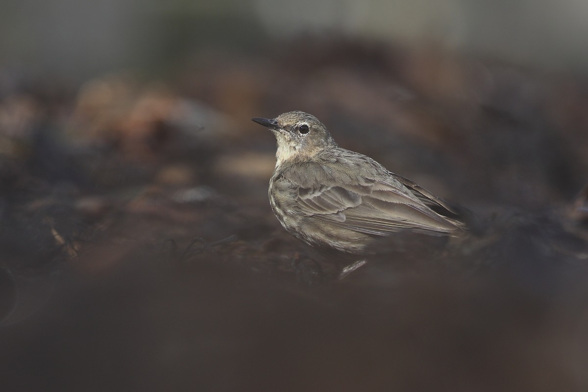 Rock Pipit - Grzegorz Burkowski