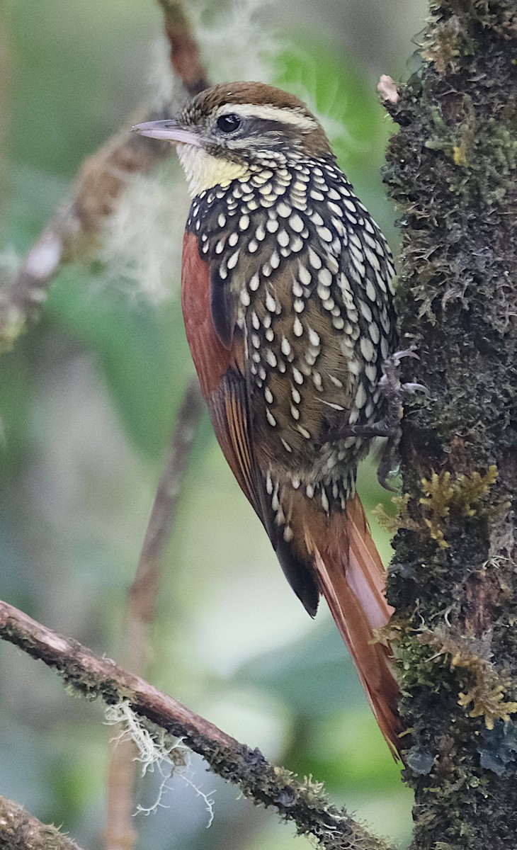 Pearled Treerunner - David Zittin